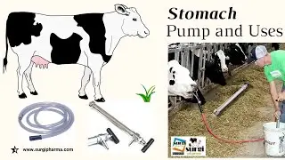STOMACH PUMP Bovine || How to quickly use a stomach pump to manage fluids to a dehydrated cow?