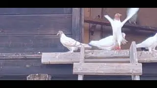 Голуби на даче.