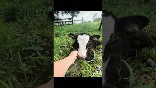 Loretta gave birth to her calf! ✨ Beautiful bull calf! #farmanimals #farm #cow #heifers #grateful
