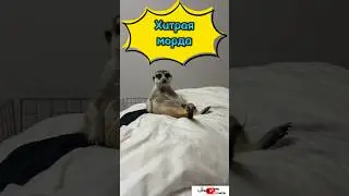 Хитрая морда #meerkat #сурикотики #cat #шпротик