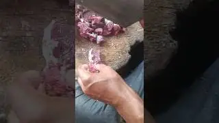 Fresh Meat cutting in small size 