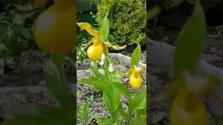 Венерин башмачок Пубесценс. Циприпедиум / Башмачок пушистый Cypripedium pubescens
