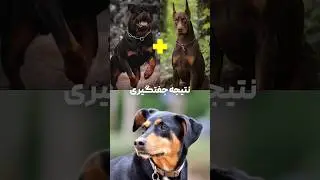 نتیجه جفتگیری دوبرمن و روتوایلر