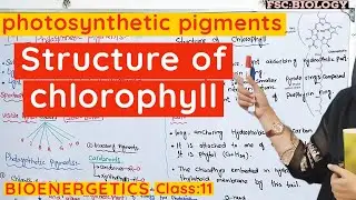 Role of pigments in photosynthesis | Chlorophyll and carotenoids class 11| Bioenergetics |urdu+hindi