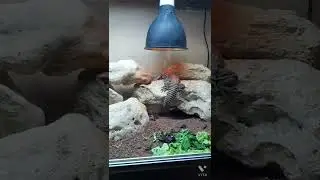 zoo and cat