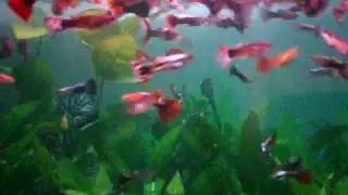 guppy