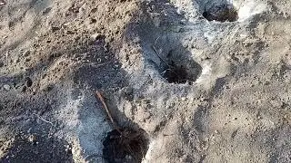 Малина Химбо Топ, осенняя посадка.