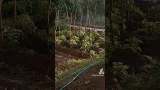 Vegetable Garden After The Rain