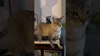 Alright, let's call the Satan. #lucifer #musicproducer #cat