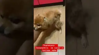 Шпиц трахает волосатую ногу