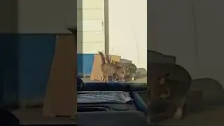 котики целуются!