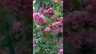 Клематис.Пурпуреа Плена Элеганс.
