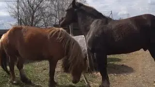 STALLION AND BURUSHKA get acquainted । New horse meeting