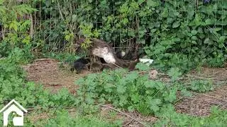 Baphy had a scare, but all is well