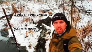 Сломал плотину молодого бобра. Ищу родник. Гуляю в лесу.