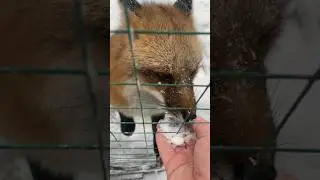 Снежная лиса 