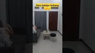 burung kecil baru belajar terbang‼️#shorts #short #shortvideo #viral