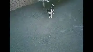 毒