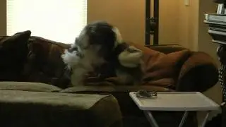 Shocking Vicious Dog Fight Caught On Tape