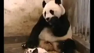 تموت من الضحك هههه قوية قوية