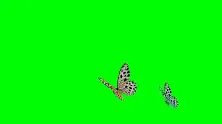 flying butterfly three colors 02 Green screen animated effect | motion with many types 02
