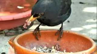 Taming Wild birds, (Yorkshire)UK.