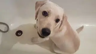 Я не знаю как это назвать но это надо видеть!!! Щенок лабрадора ретривера СЕМ
