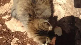 Лайфхак для кошек
