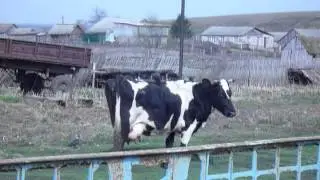 Корова и вороны.