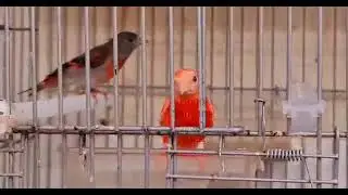 Red siskin Rubino mutation Male breed by Hugo Sant'ana. lucherino sijs Zeisig pele de peixe chamariz