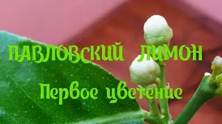 Pavlovsky Lemon🍋 First Bloom🍋Lemons at Home All Year Round🍋