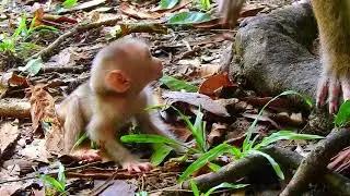 Adorable little monkey 😍 #monkey #animal #fyp #love #foryou #foryoupage #video #funny #fb #new