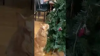 Айро кот и Новый год