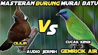 Masteran Cililin Vs Cucak Kinoi Nembak Panjang  || Masteran Murai Batu Audio Jernih Dan Gemricik Air