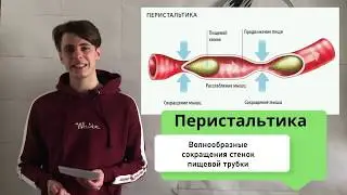 Глотка. Пищевод. Желудок
