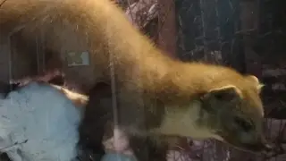 Без названия