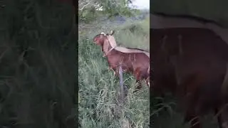 Коза породы Камори