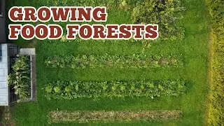EP #440: Maximize Your Garden Yield Now: Food Forest Principles (Syntropic Agroforestry)