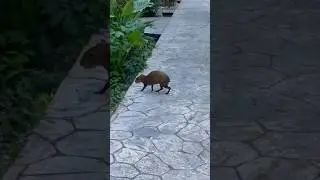 Conocí al CAPIBARA en el @sandoscaracolecoresort725 😍