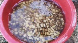 Desamargando tarwi