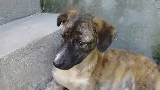 White Stray dog/Sibling Stray pup eating whole wheat bread soaked in black chickpea curry 