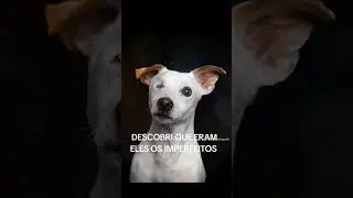 #dogphotography #cachorrodesaparecido #cachorro #podpets #pets #dog #cachorros #luto #petlover