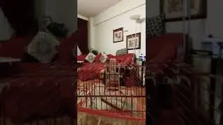 Edis - Yalan sarkisinda dans edip kopan kuş