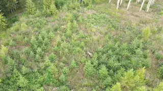 Výškoví prieskum - medvedica + medvieďatá