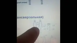 MBLEX. КИНЕЗИОЛОГИЯ