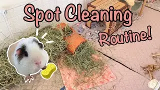 Come Spot Clean the Guinea Pig Cage With Me!