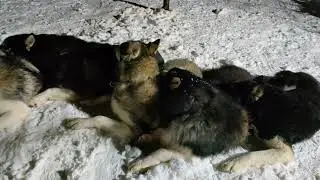 Снежные хаски тренируются / Snow Huskies train