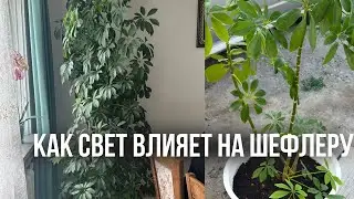 Почему желтеют и опадают листья шефлеры. #шефлера#цветы #шефлерауход#домашниецветы#комнатныерастения