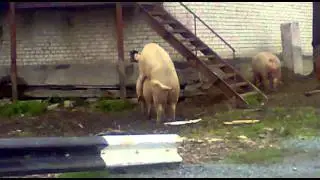 свинки) выполняют свои действия по среди дня)