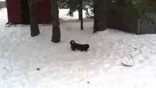 Oscar Snow Frolic